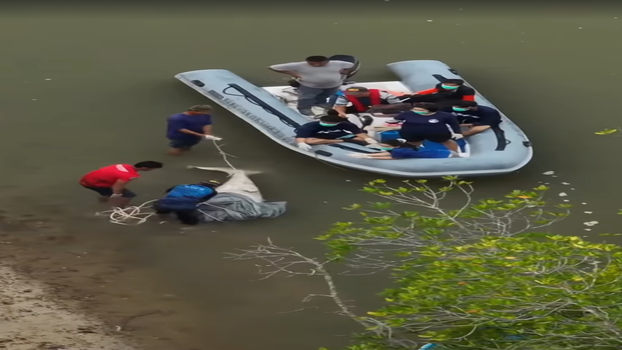 泰国发现无头儒艮尸体，疑因 “好运迷信” 被非法捕杀