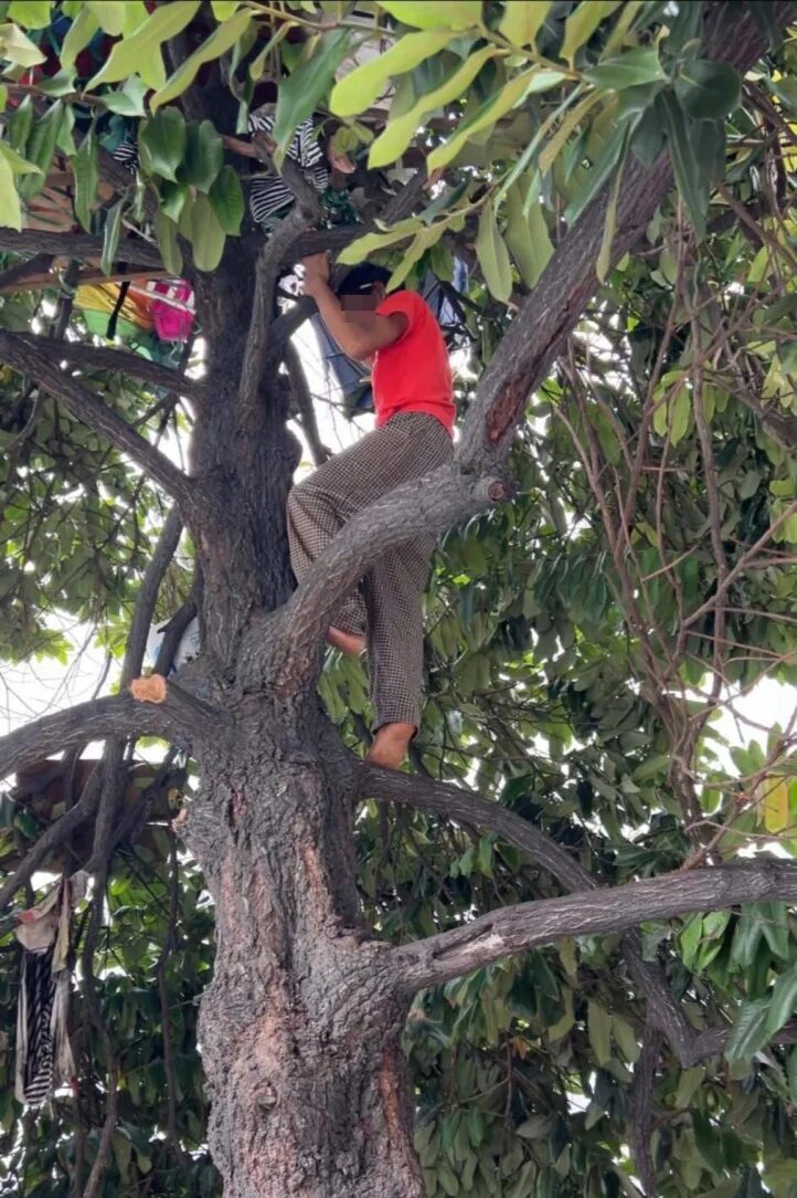 男子树上居住半年