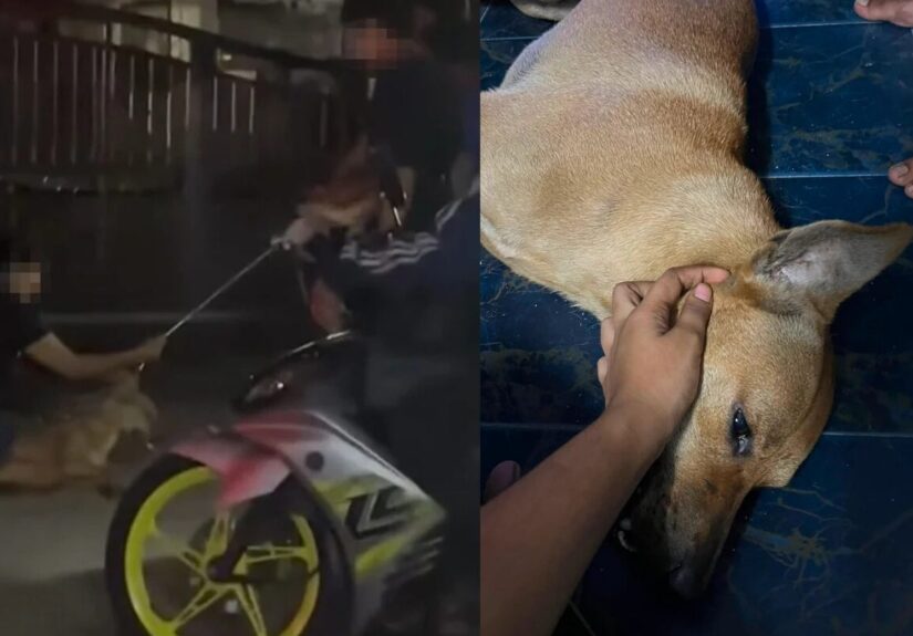 klang-dog-strangled-during-counci-operation-featured